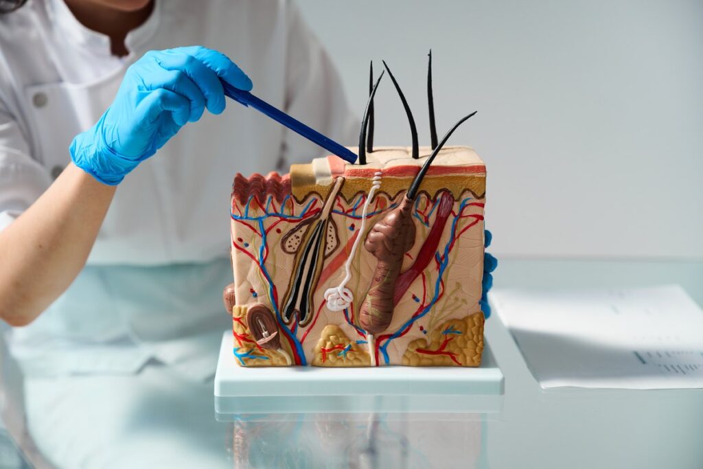 Médico explicando la estructura del folículo piloso con una maqueta
